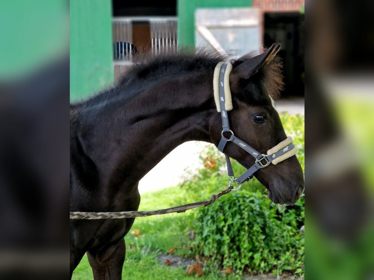 Westphalian Stallion Foal (03/2025) 16,3 hh Black in Greven