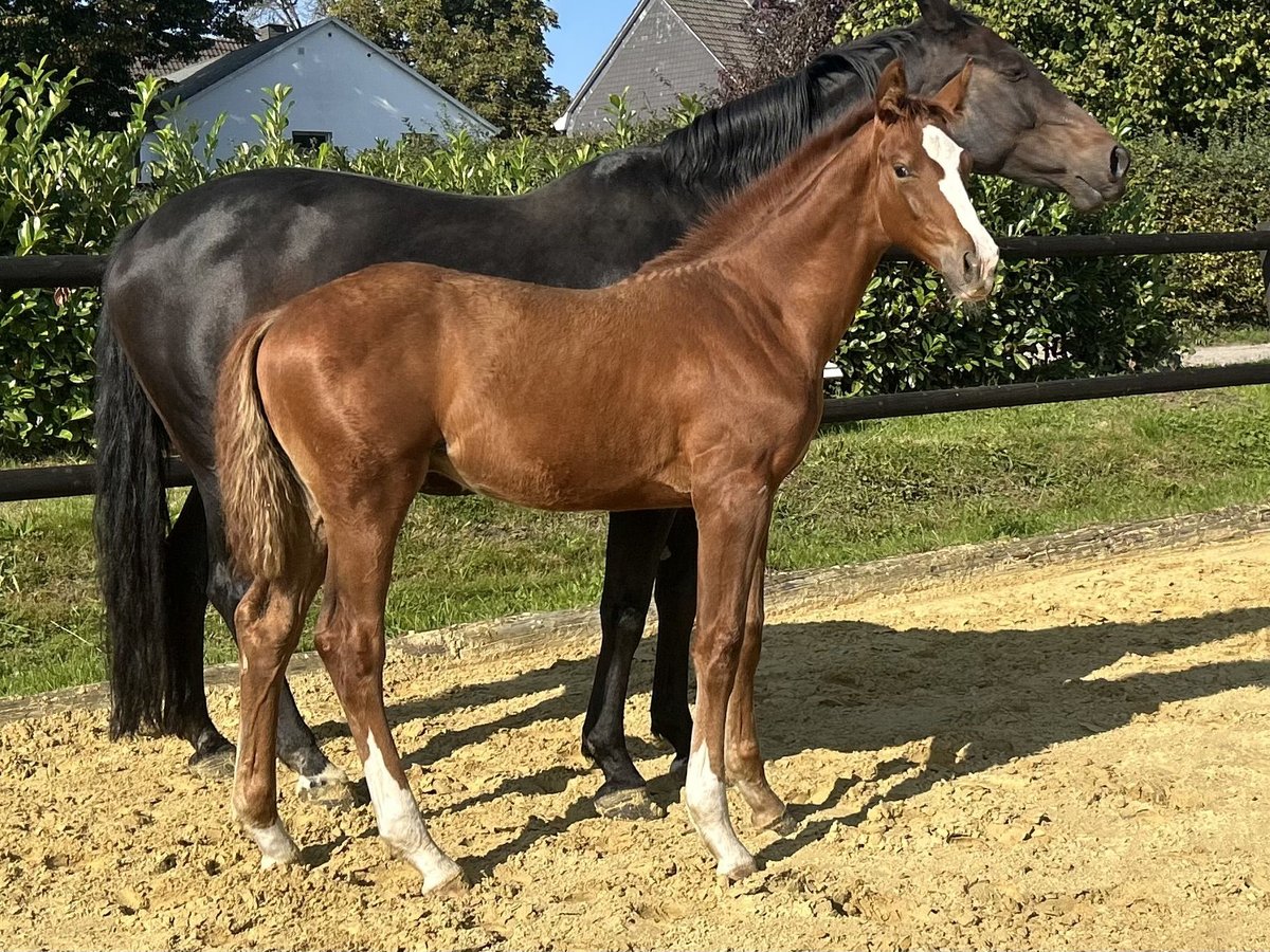 Westphalian Stallion Foal (05/2025) 16,3 hh Chestnut in Remscheid