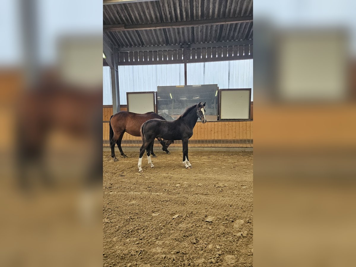 Westphalian Stallion Foal (03/2025) 17 hh Bay-Dark in Attendorn