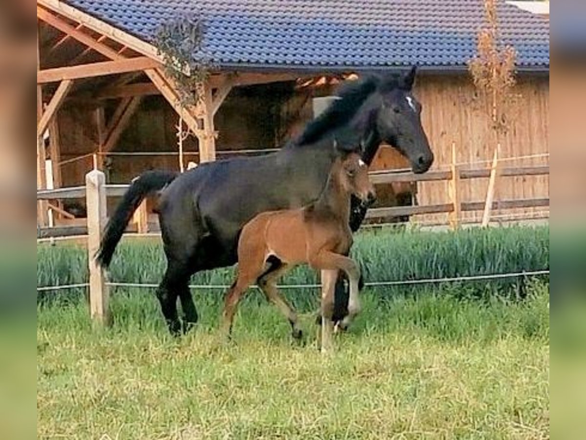 Westphalian Stallion  17 hh Bay-Dark in Burghausen