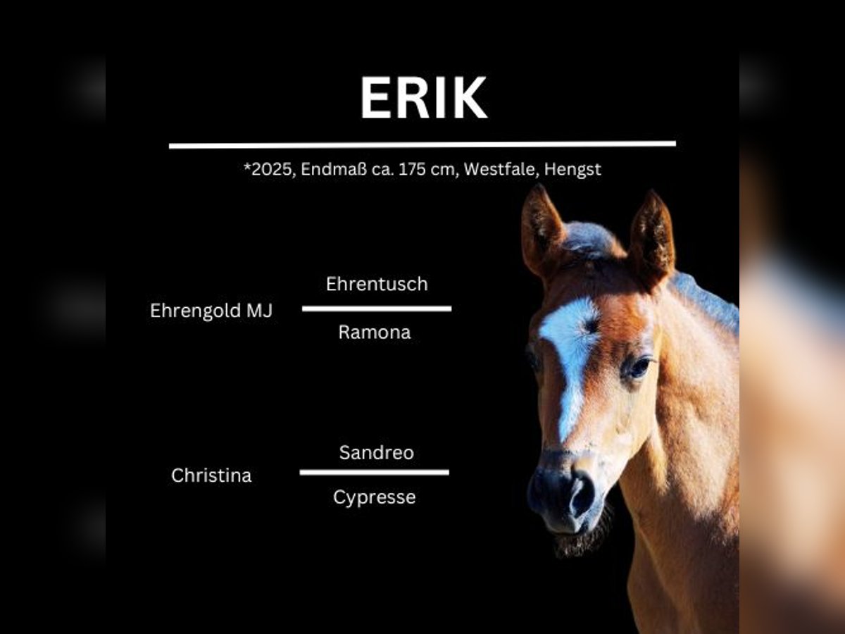 Westphalian Stallion  17 hh Brown in Trag