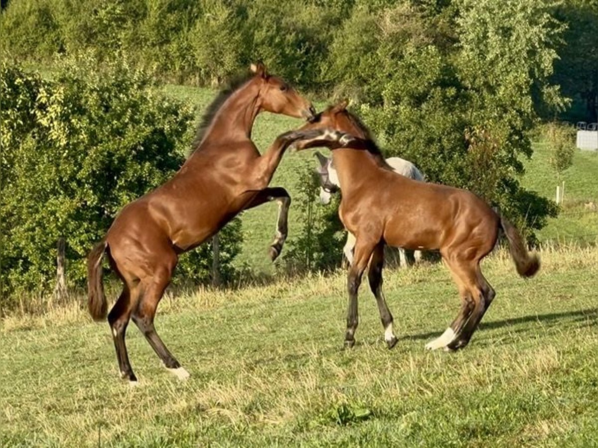 Westphalian Stallion Foal (04/2025) 17 hh Brown in Kreuztal