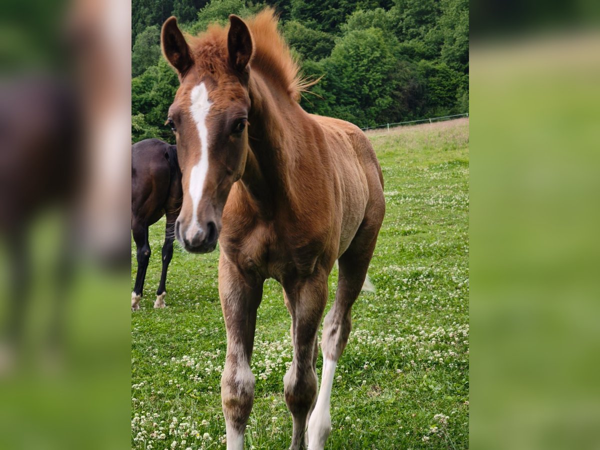 Westphalian Stallion Foal (02/2025) 17 hh Chestnut-Red in G&#xF6;ttingen