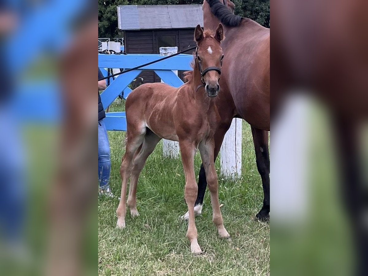 Westphalian Stallion Foal (06/2025) 17 hh Chestnut-Red in Wipperf&#xFC;rth