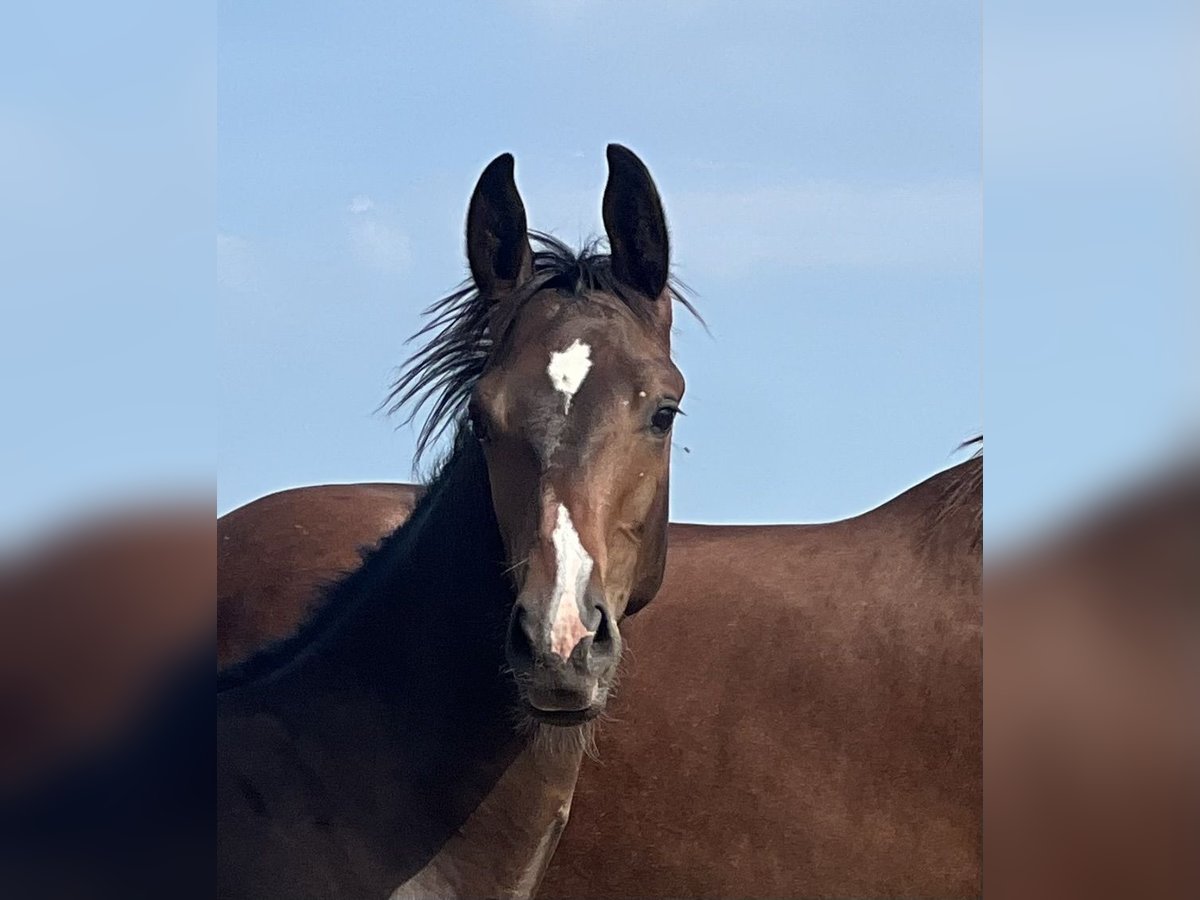 Westphalian Stallion Foal (01/2024) Bay-Dark in Hörstel