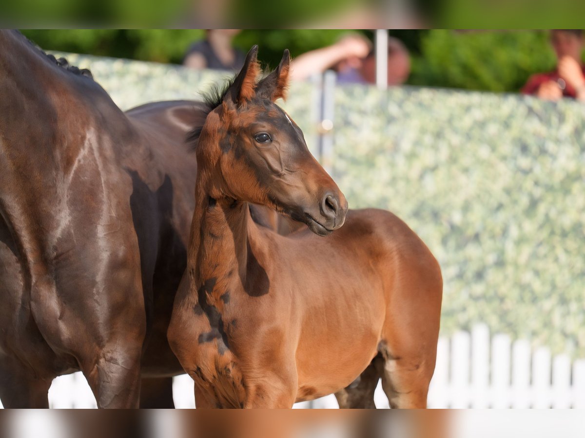 Westphalian Stallion  Bay-Dark in Lippstadt