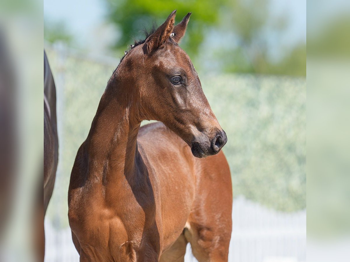 Westphalian Stallion  Bay-Dark in Mnster-Handorf
