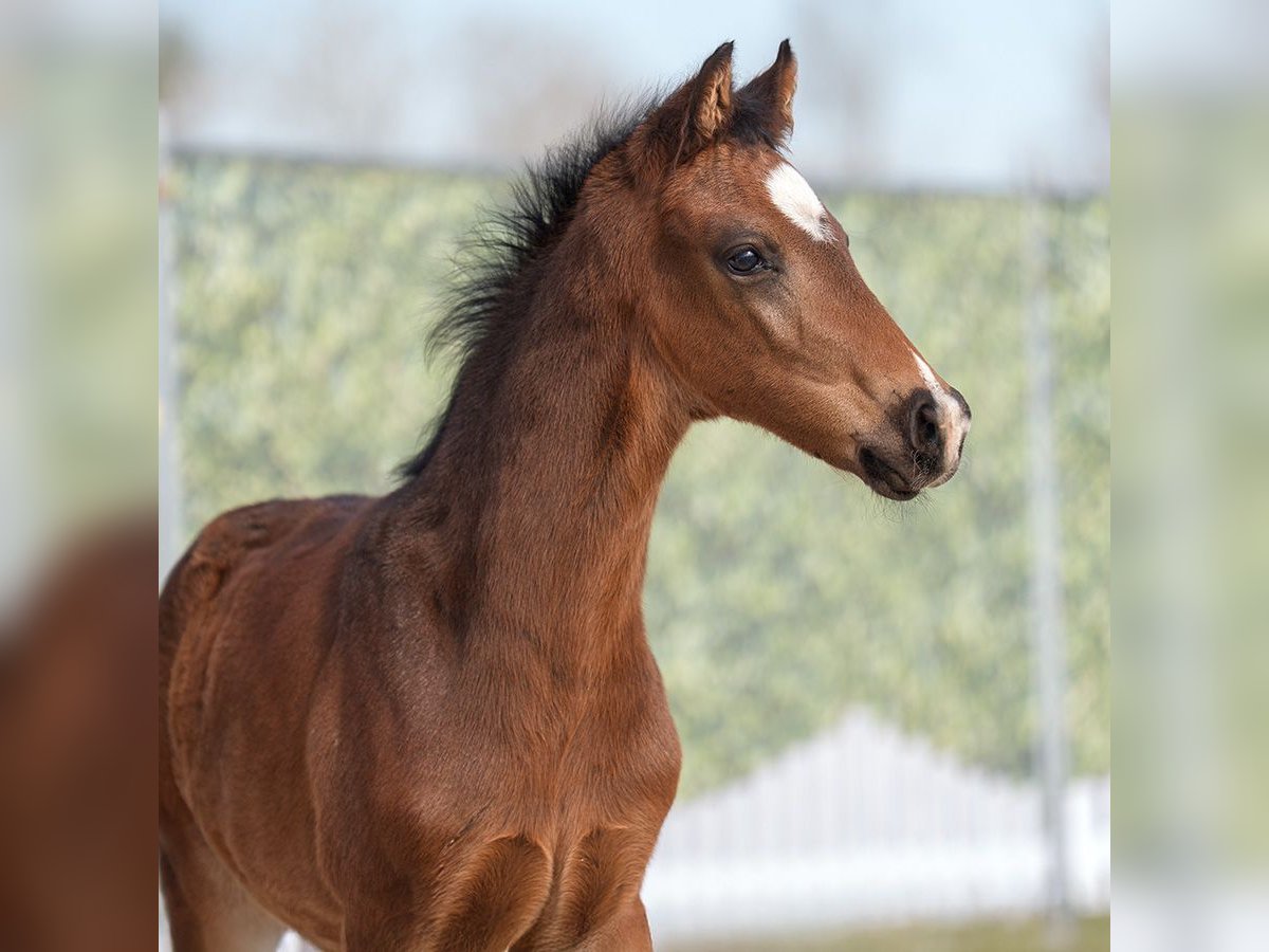 Westphalian Stallion  Bay-Dark in Mnster-Handorf