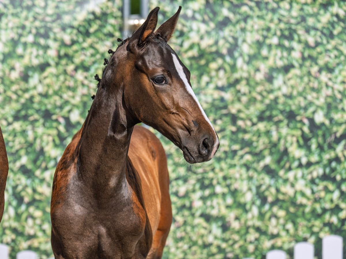 Westphalian Stallion  Bay-Dark in M&#xFC;nster Handorf