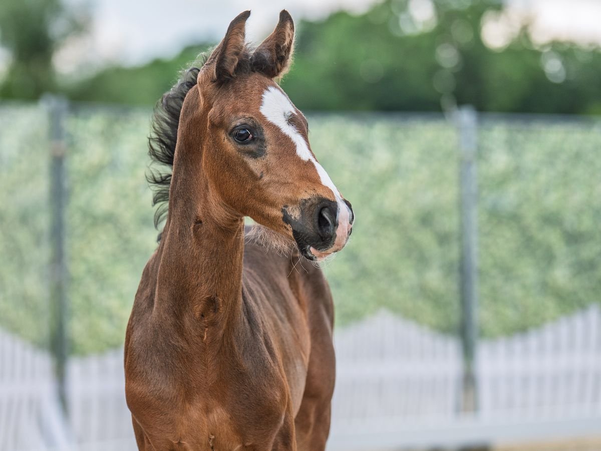 Westphalian Stallion  Bay-Dark in M&#xFC;nster Handorf