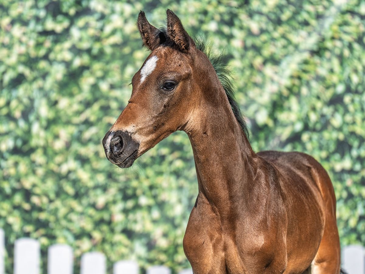 Westphalian Stallion  Bay-Dark in M&#xFC;nster Handorf