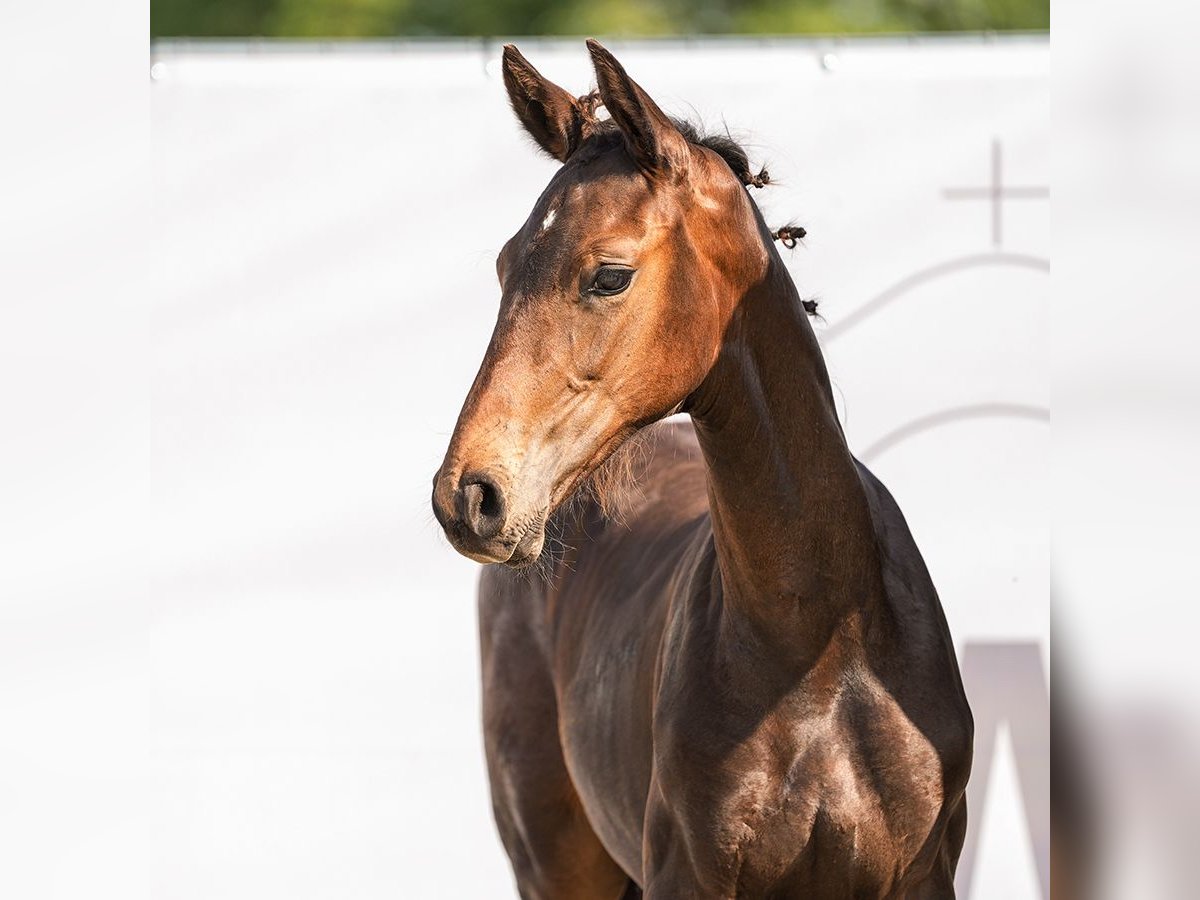 Westphalian Stallion Foal (04/2024) Bay-Dark in Münster-Handorf