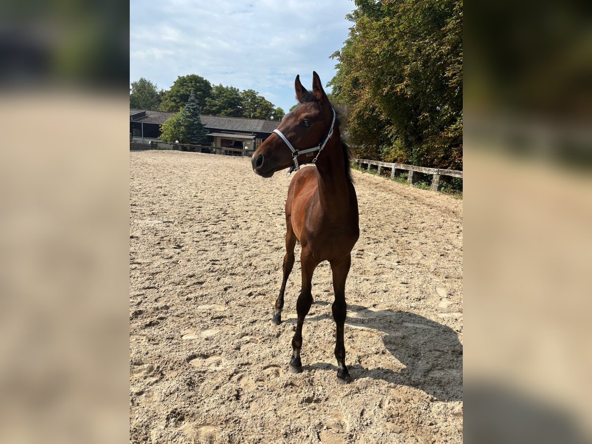 Westphalian Stallion Foal (03/2025) Bay-Dark in Ratingen