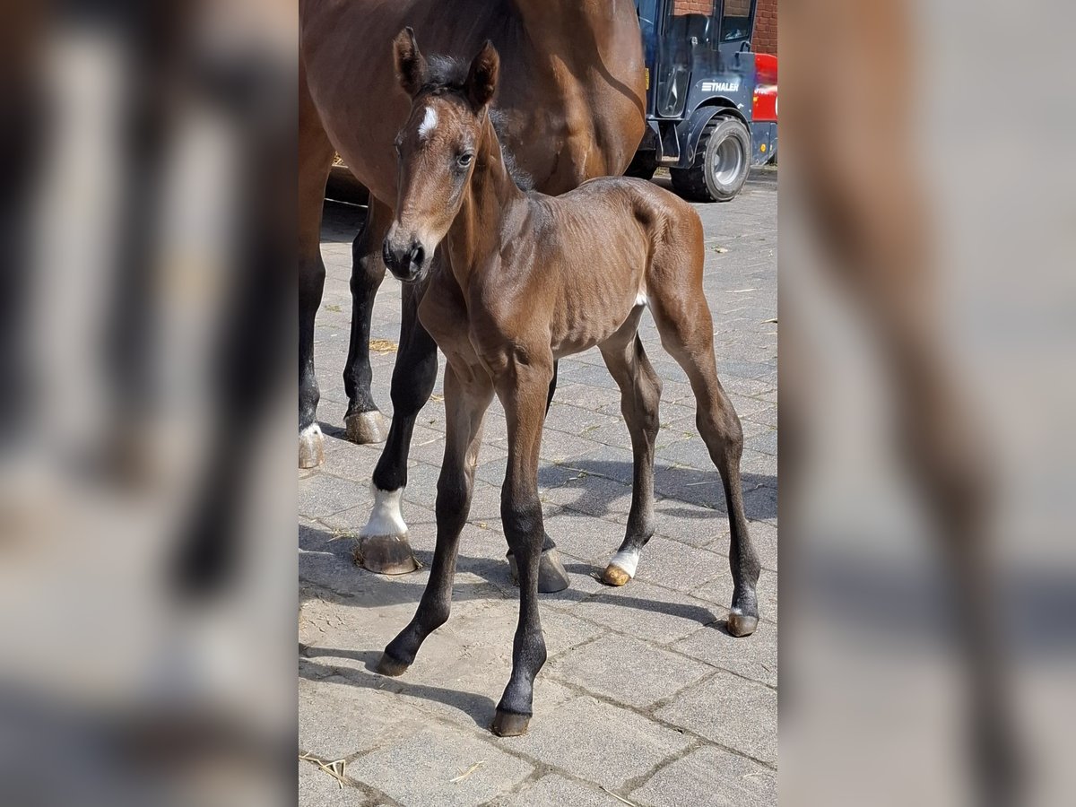 Westphalian Stallion  Bay-Dark in Ruppichteroth