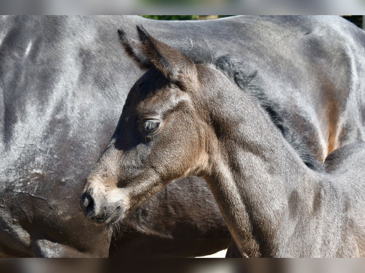 Westphalian Stallion  Bay-Dark in Soest