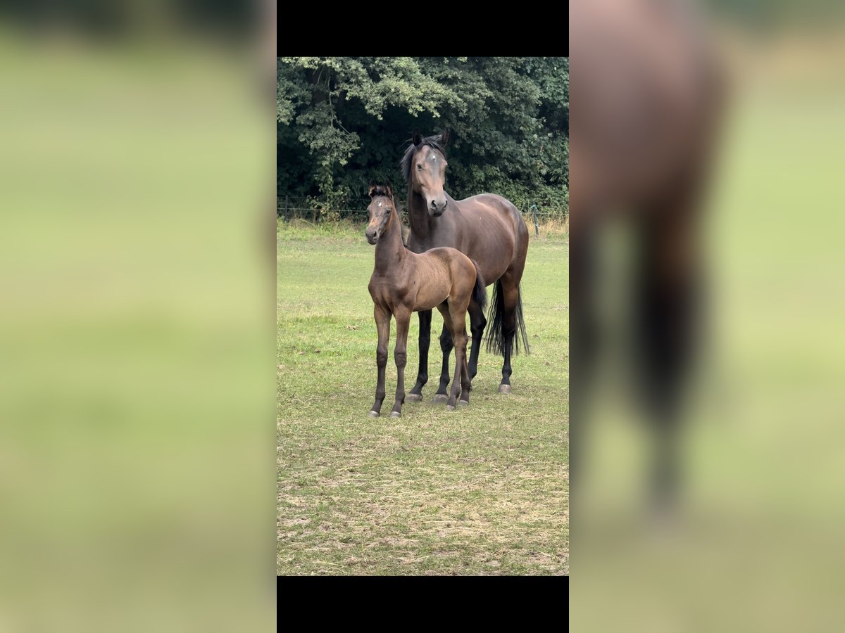 Westphalian Stallion Foal (05/2025) Bay-Dark in WeseL