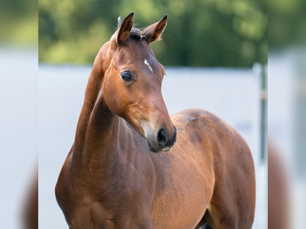 Westphalian Stallion Foal (04/2023) Bay-Dark in Münster-Handorf
