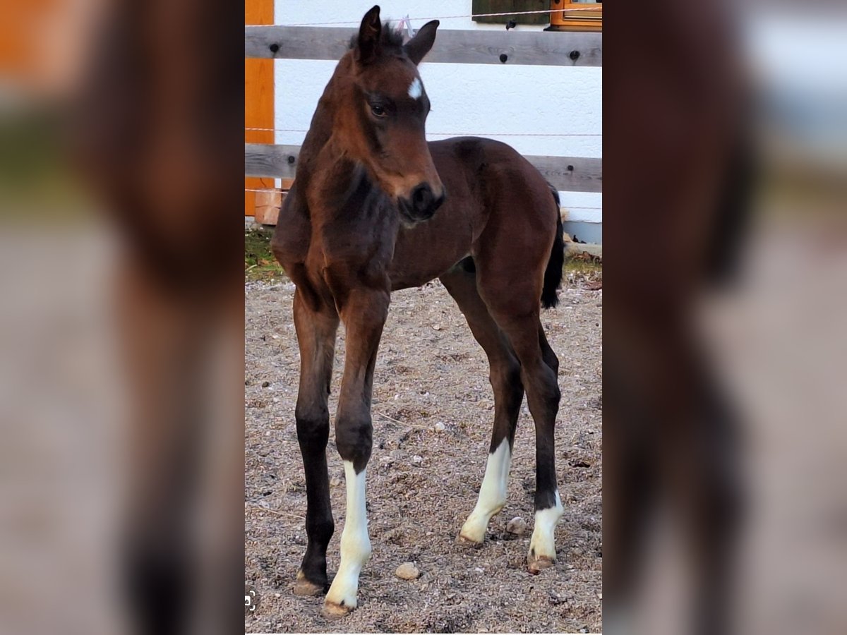 Westphalian Stallion Foal (01/2025) Bay-Dark in Marktschellenberg