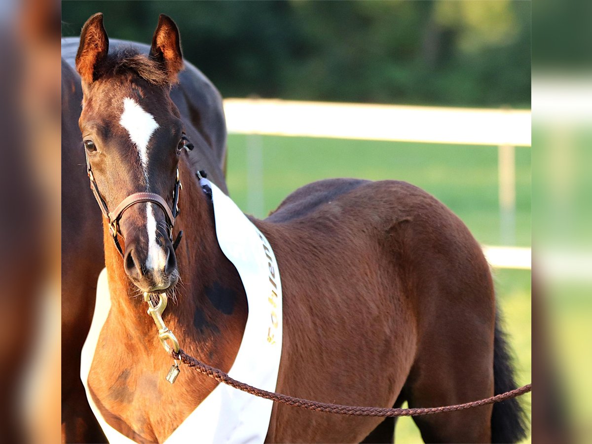 Westphalian Stallion Foal (05/2025) Bay-Dark in Neuenegg