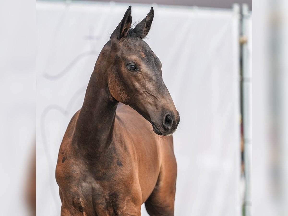 Westphalian Stallion Foal (06/2024) Bay-Dark in Borchen