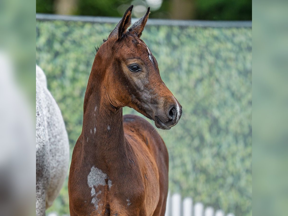 Westphalian Stallion Foal (05/2025) Bay-Dark in M&#xFC;nster-Handorf