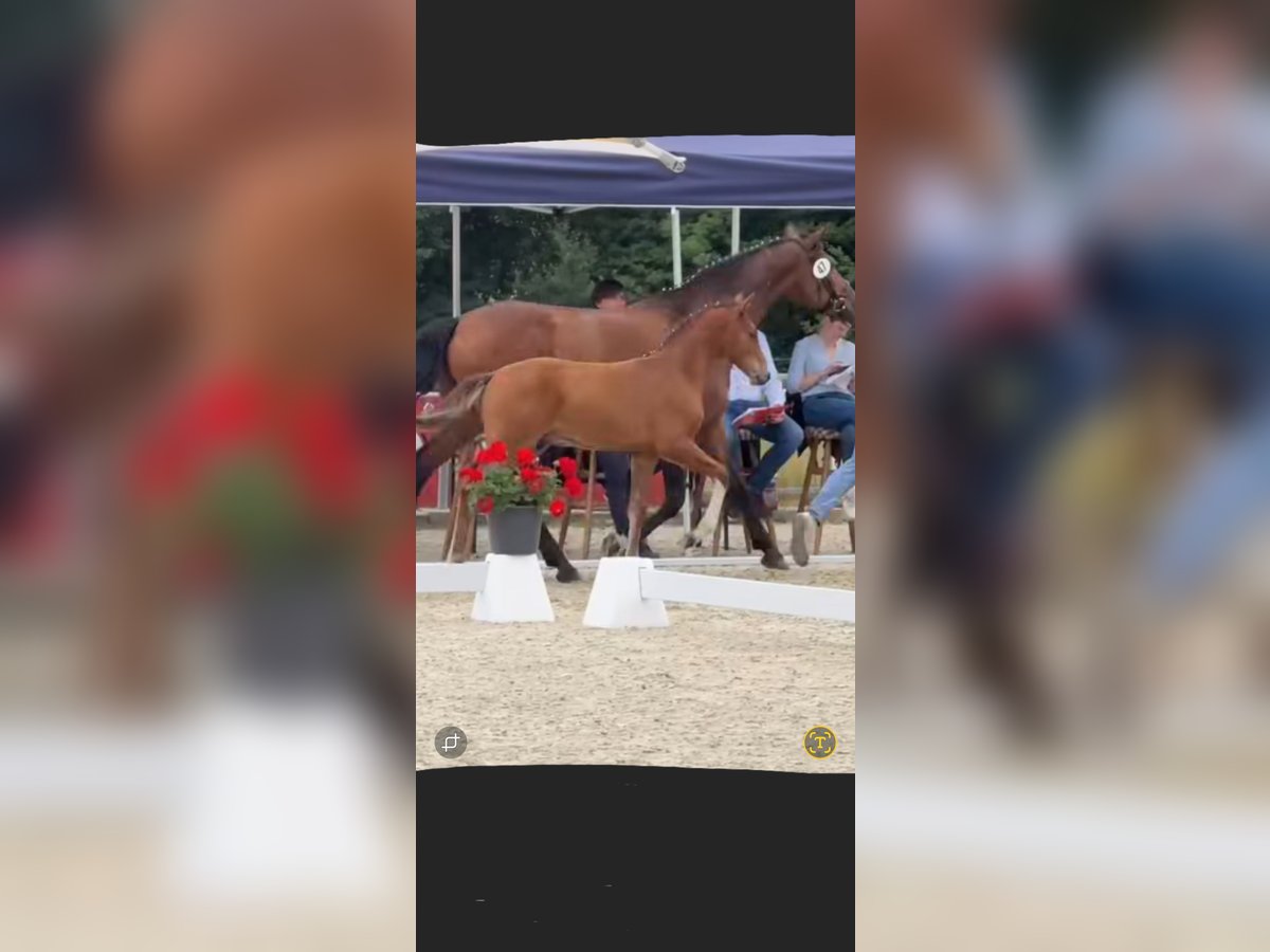 Westphalian Stallion Foal (03/2025) Bay in Twist