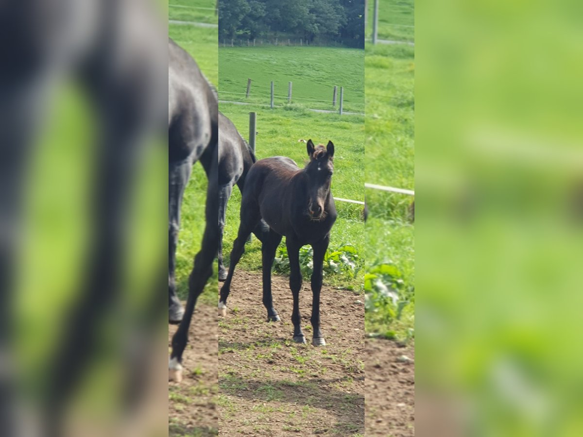 Westphalian Stallion Foal (04/2023) Black in Wenden