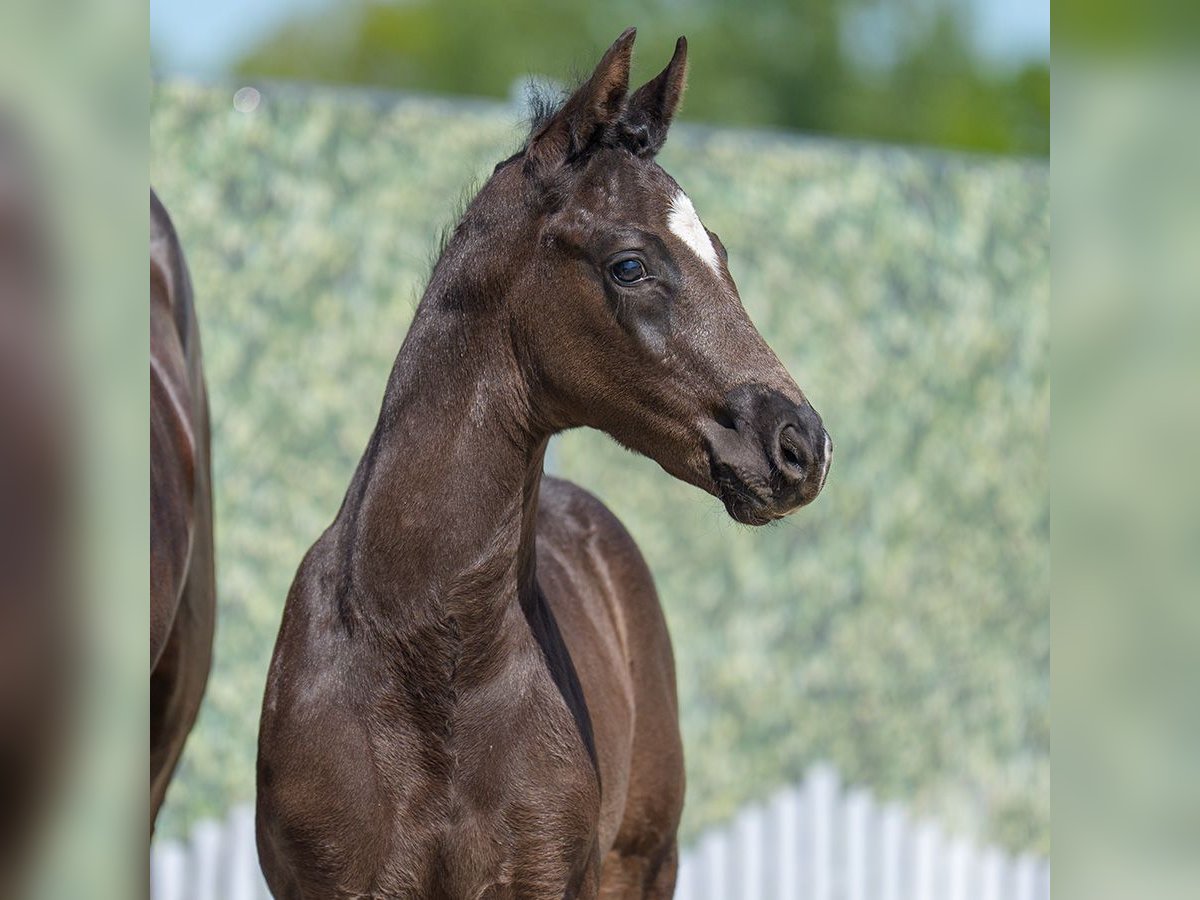 Westphalian Stallion  Black in Mnster-Handorf