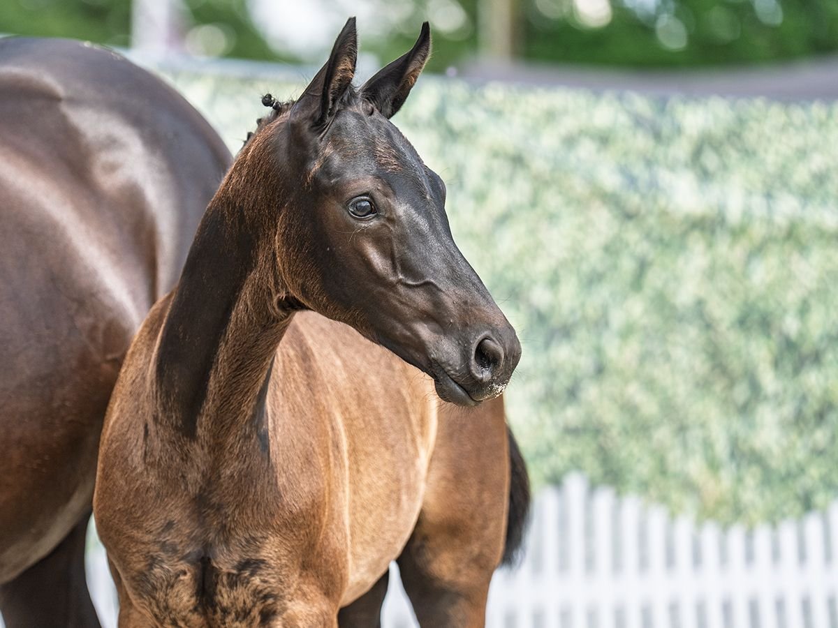 Westphalian Stallion  Black in M&#xFC;nster Handorf
