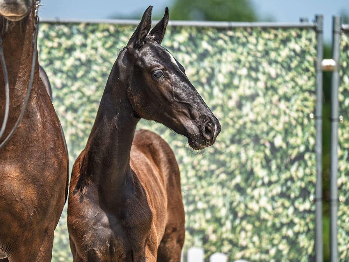Westphalian Stallion  Black in M&#xFC;nster Handorf