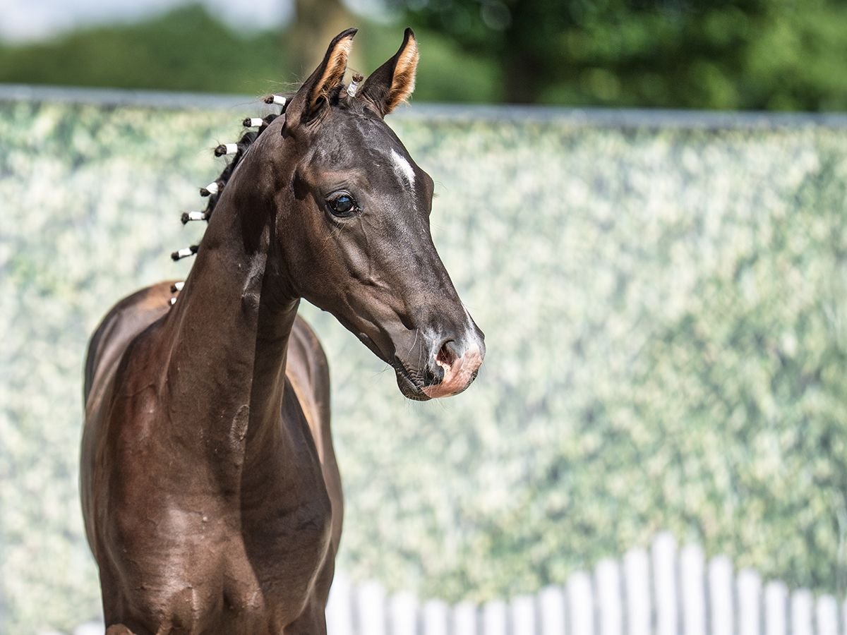 Westphalian Stallion  Black in M&#xFC;nster Handorf
