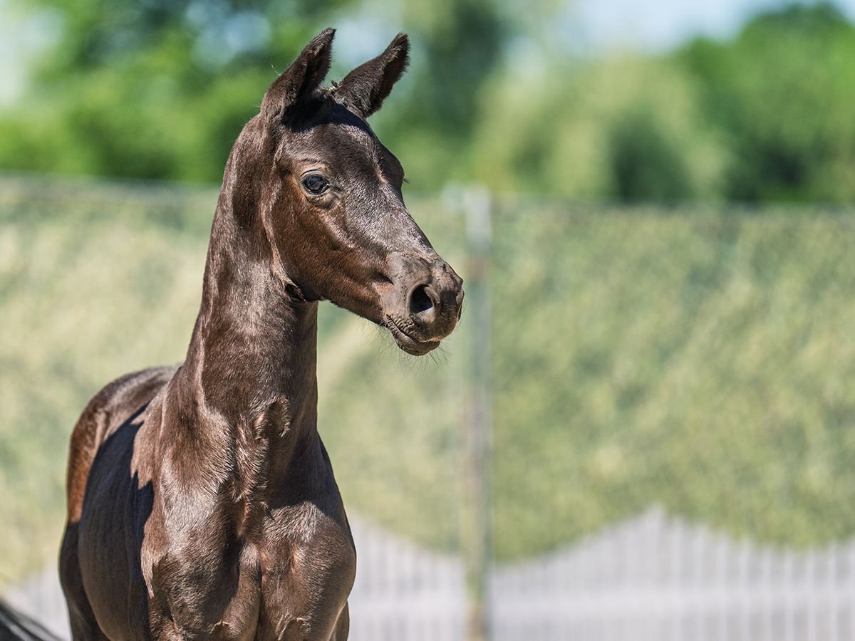 Westphalian Stallion  Black in M&#xFC;nster Handorf