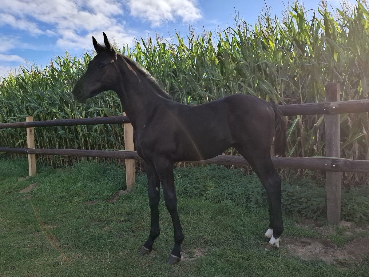 Westphalian Stallion Foal (05/2025) Black in Spenge
