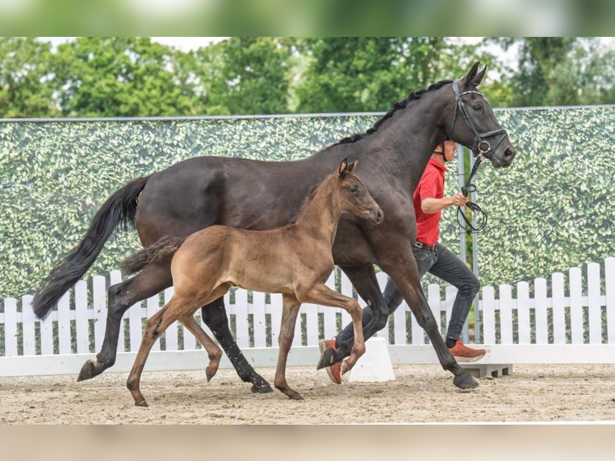 Westphalian Stallion Foal (05/2025) Black in Westerstede