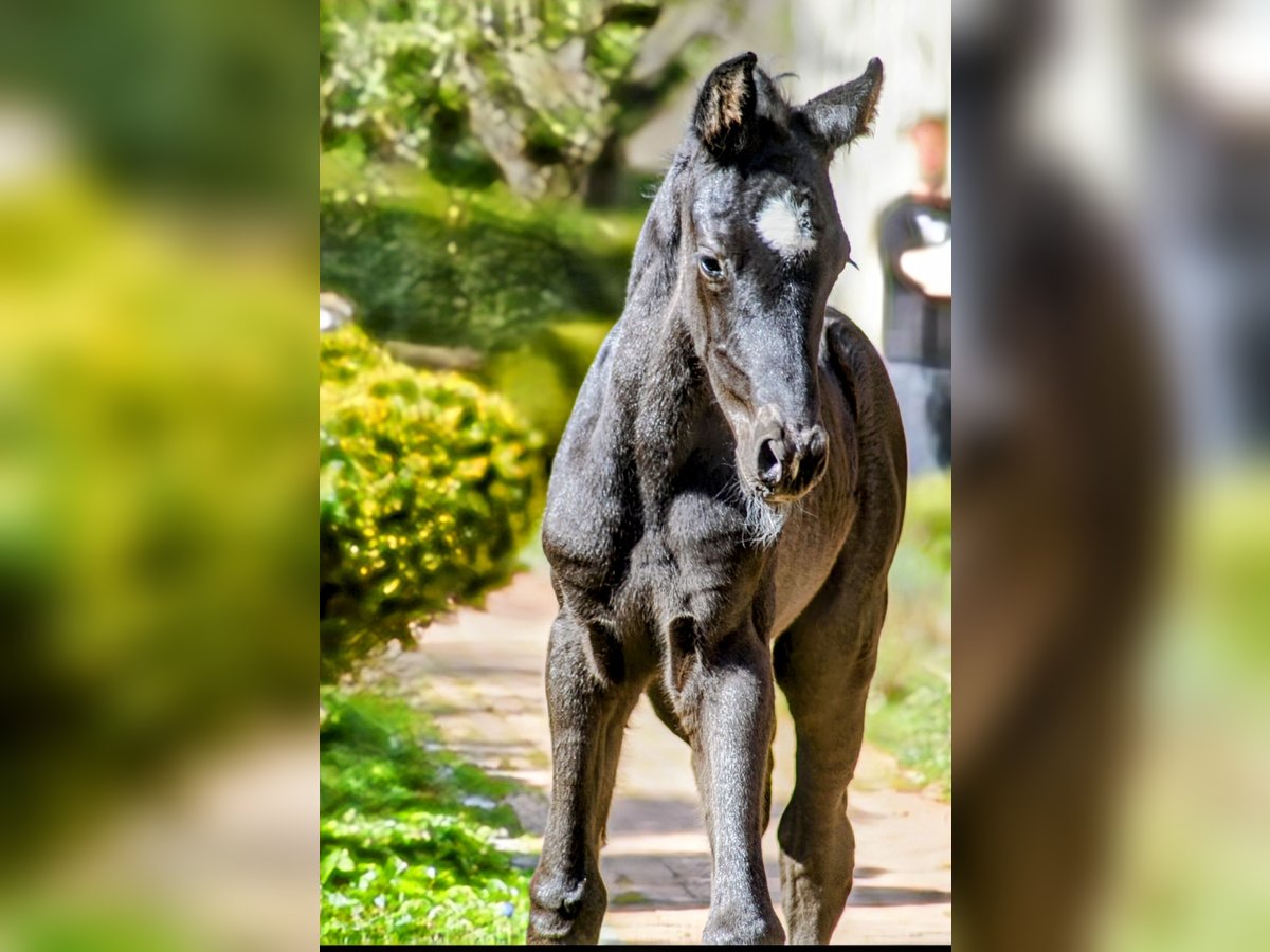 Westphalian Stallion Foal (01/2025) Black in Horstmar