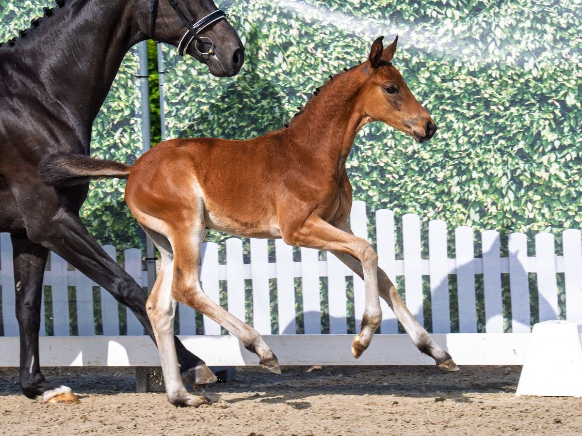 Westphalian Stallion  Brown in Bergkamen