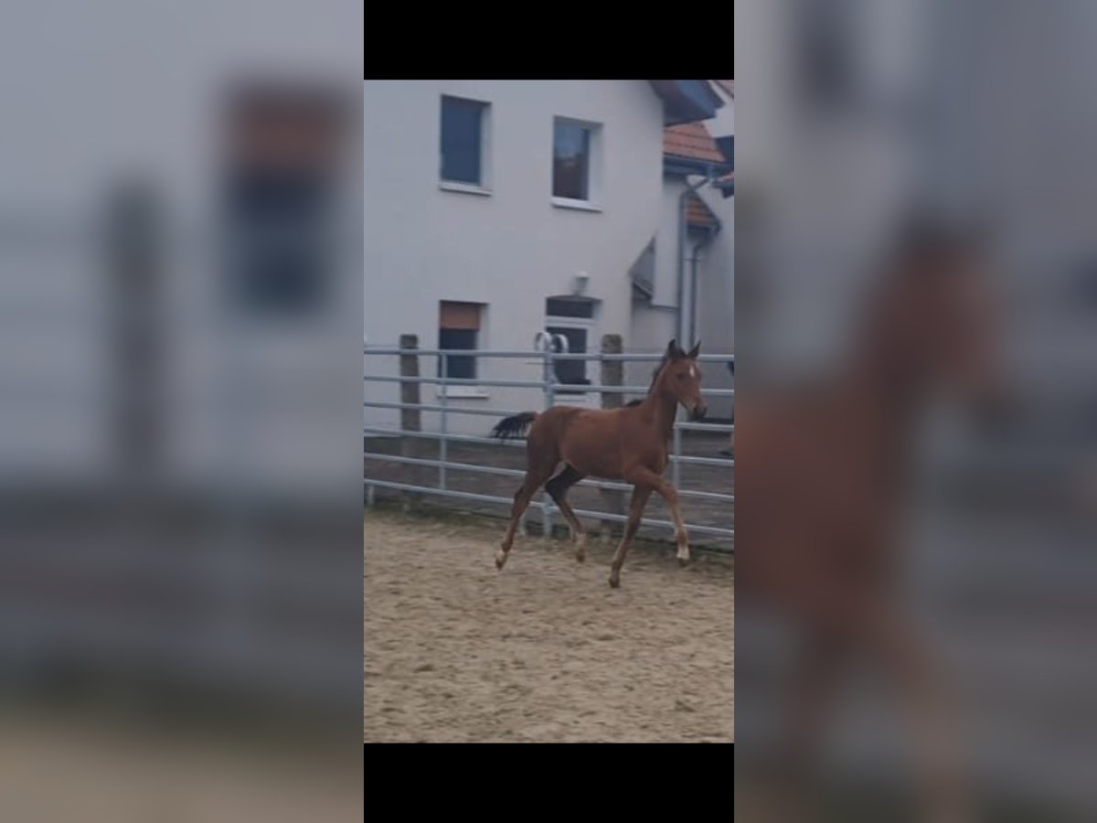 Westphalian Stallion Foal (07/2024) Brown in Borchen