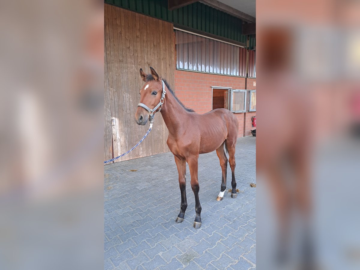 Westphalian Stallion Foal (05/2025) Brown in Bottrop