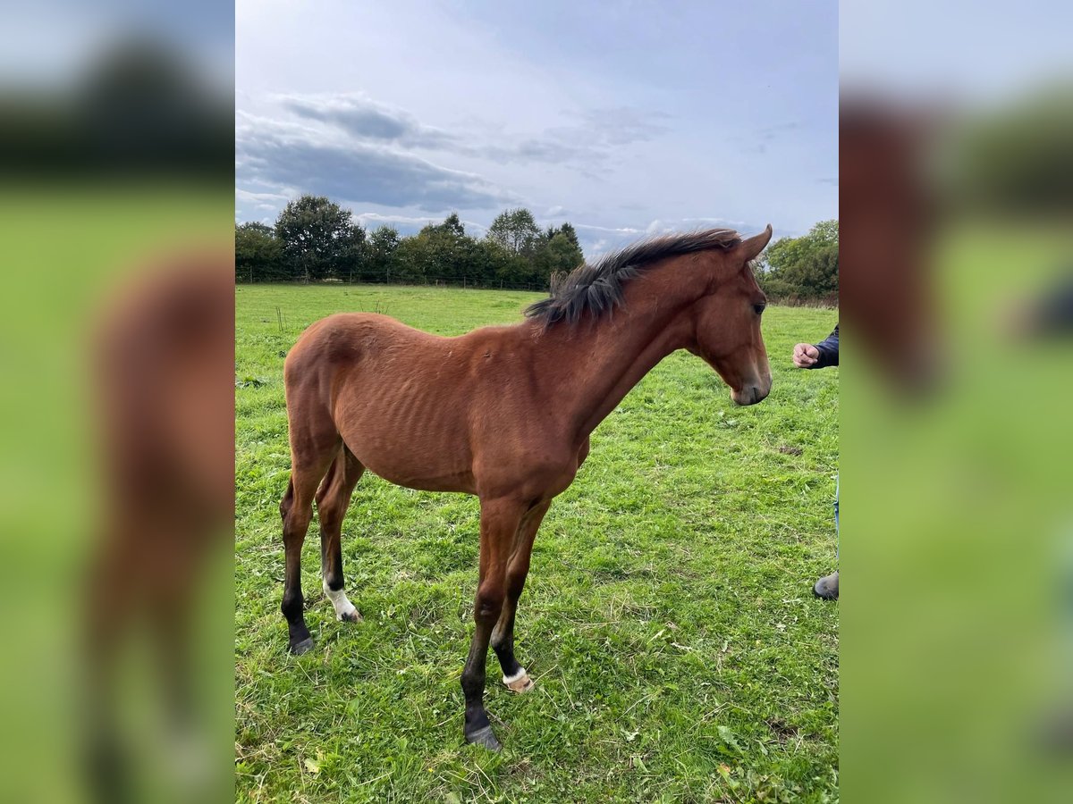 Westphalian Stallion  Brown in Breckerfeld