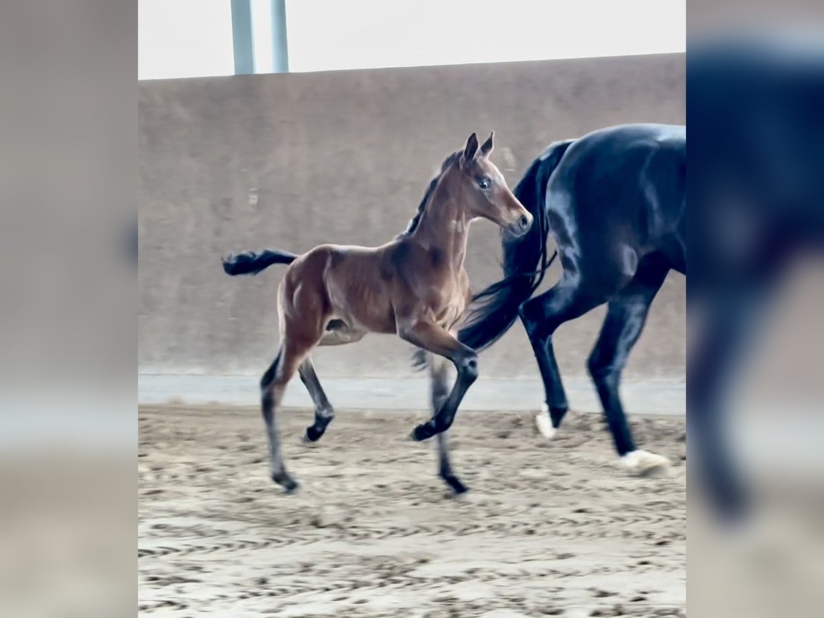 Westphalian Stallion  Brown in M&#xFC;nster