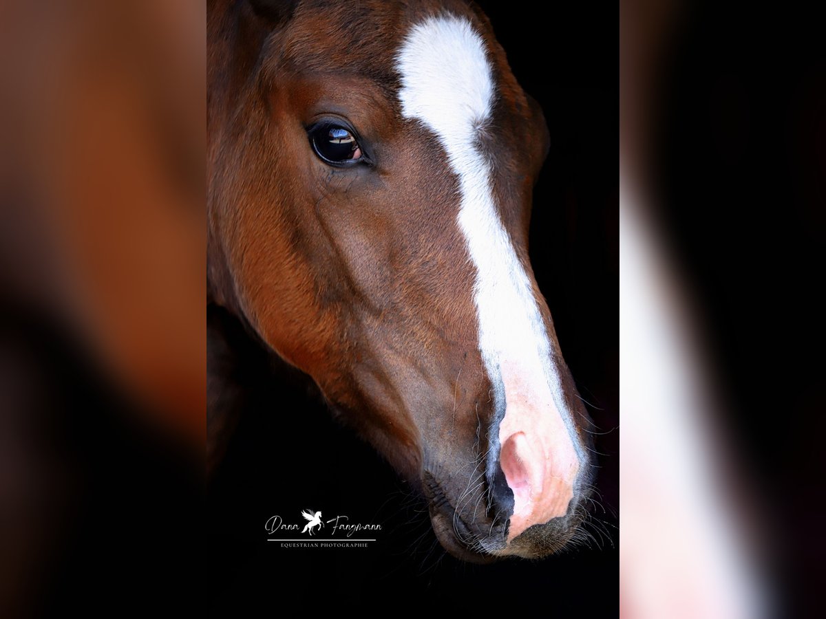 Westphalian Stallion Foal (05/2024) Brown in Neuenkirchen-Vörden