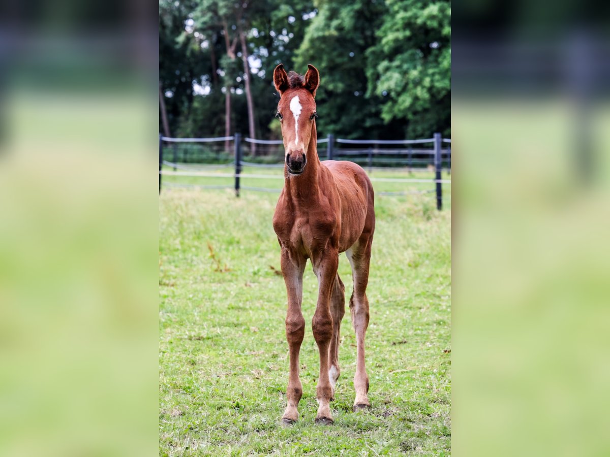 Westphalian Stallion  Brown in Emsdetten
