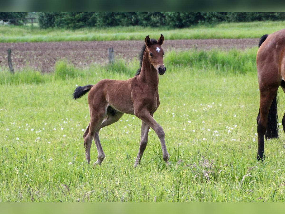 Westphalian Stallion Foal (04/2024) Brown in Ostbevern