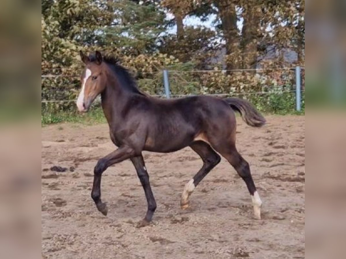 Westphalian Stallion Foal (05/2023) Brown in Leck
