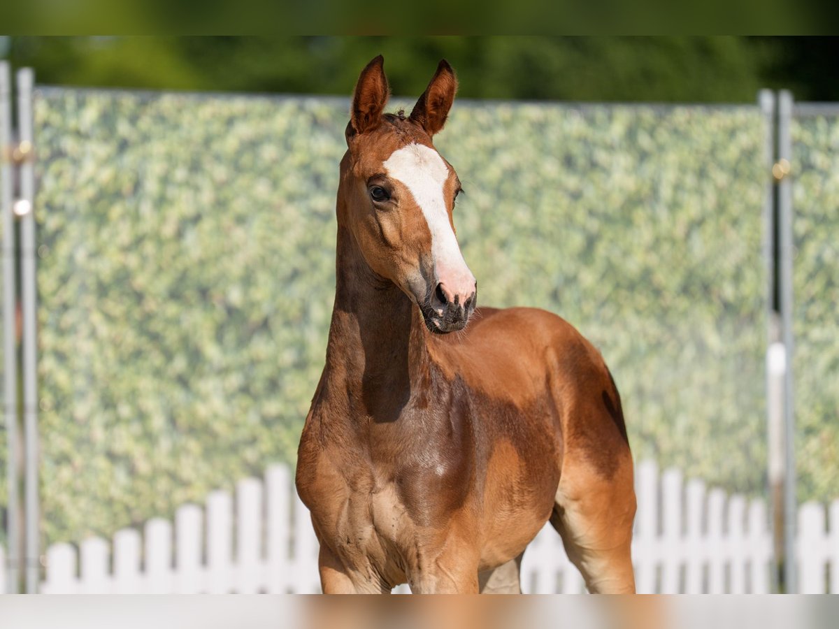 Westphalian Stallion Foal (06/2025) Brown in Warendorf
