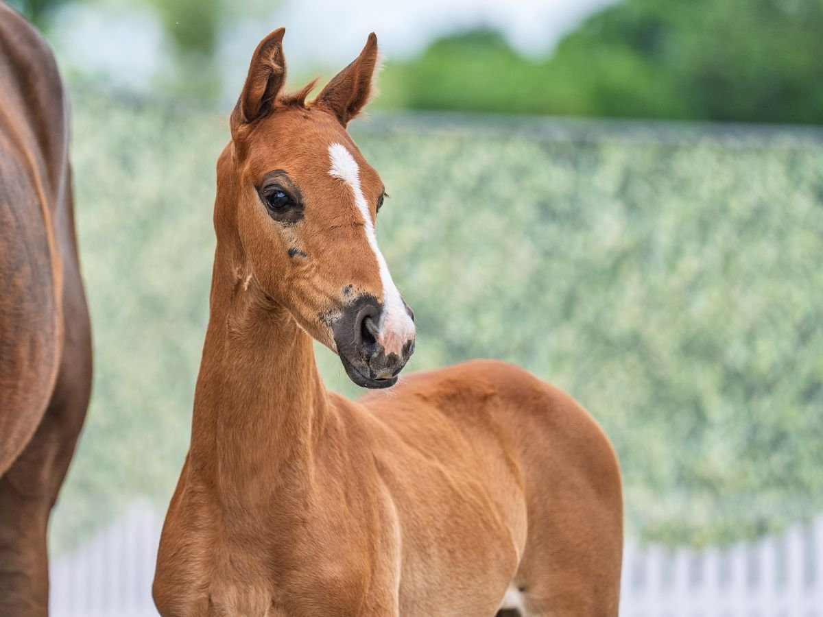 Westphalian Stallion  Brown in M&#xFC;nster Handorf