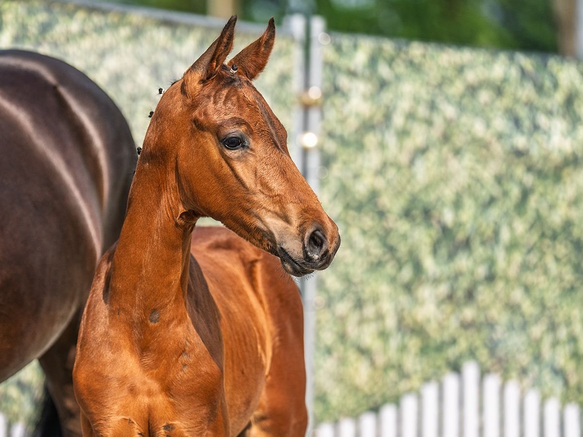 Westphalian Stallion  Brown in M&#xFC;nster Handorf