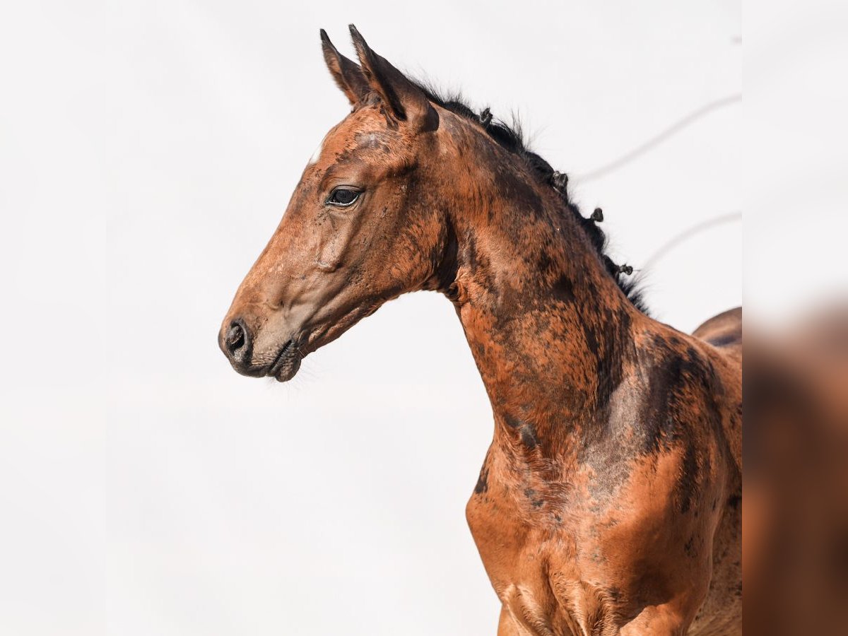 Westphalian Stallion Foal (05/2024) Brown in Münster-Handorf