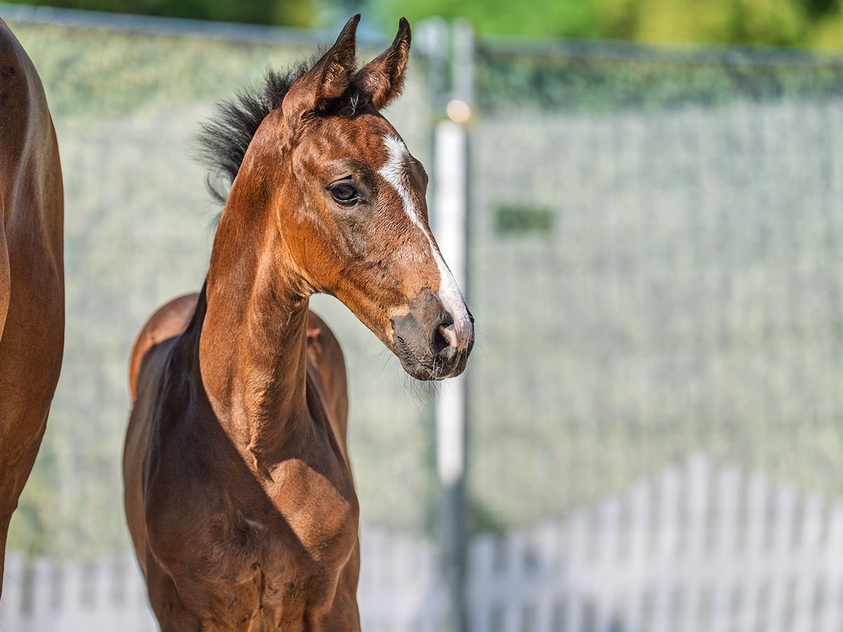 Westphalian Stallion  Brown in M&#xFC;nster Handorf