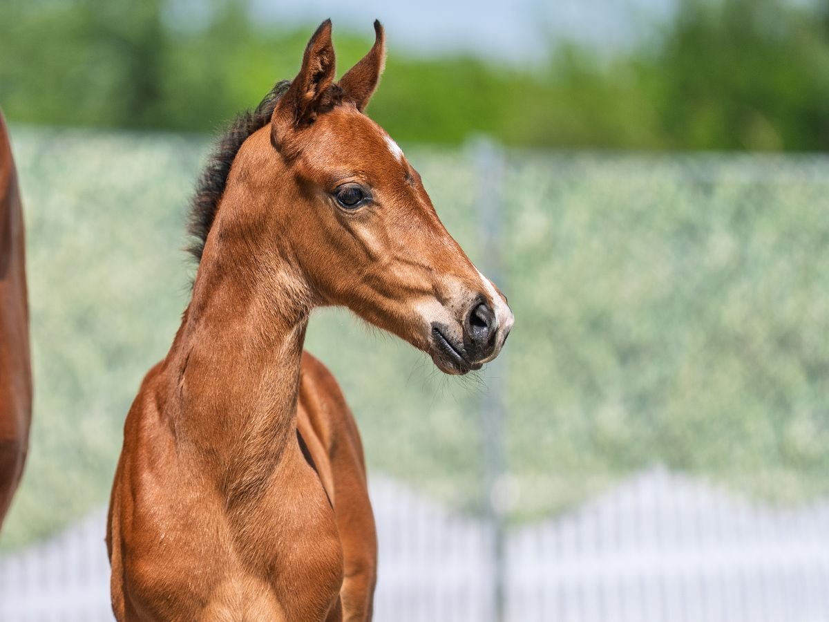 Westphalian Stallion  Brown in M&#xFC;nster Handorf